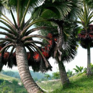 Plantas Tropicais: Demanda no Exterior
