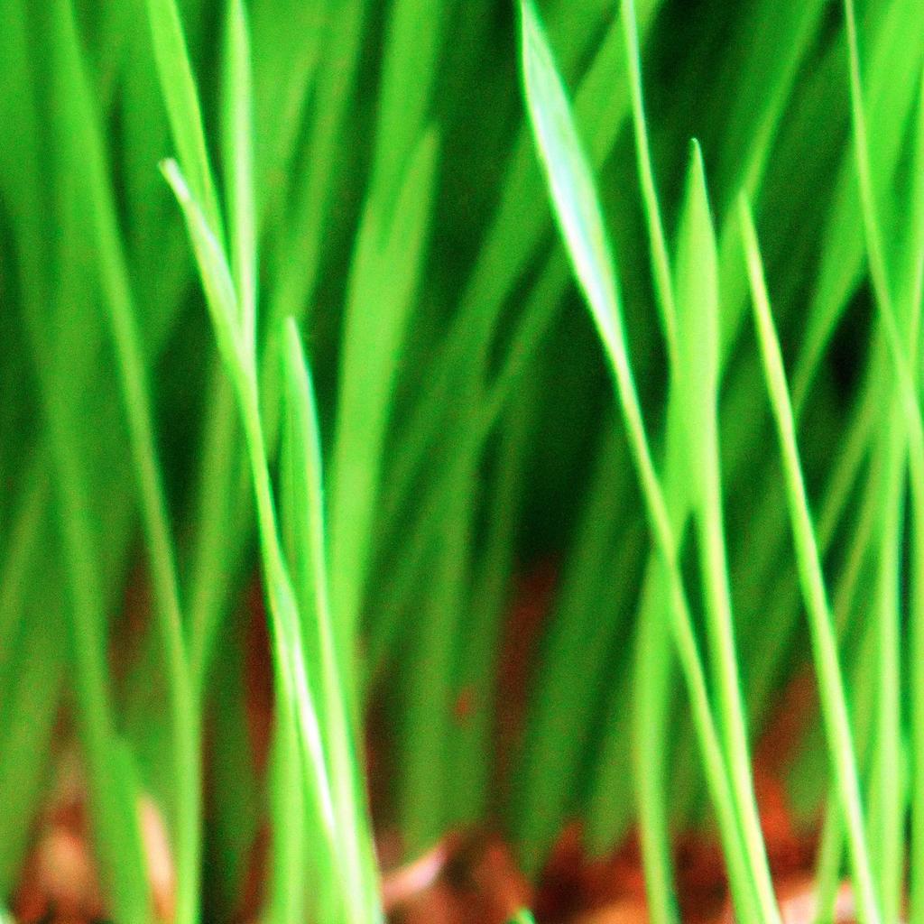 Plantas que Melhoram a Qualidade de Vida Rural